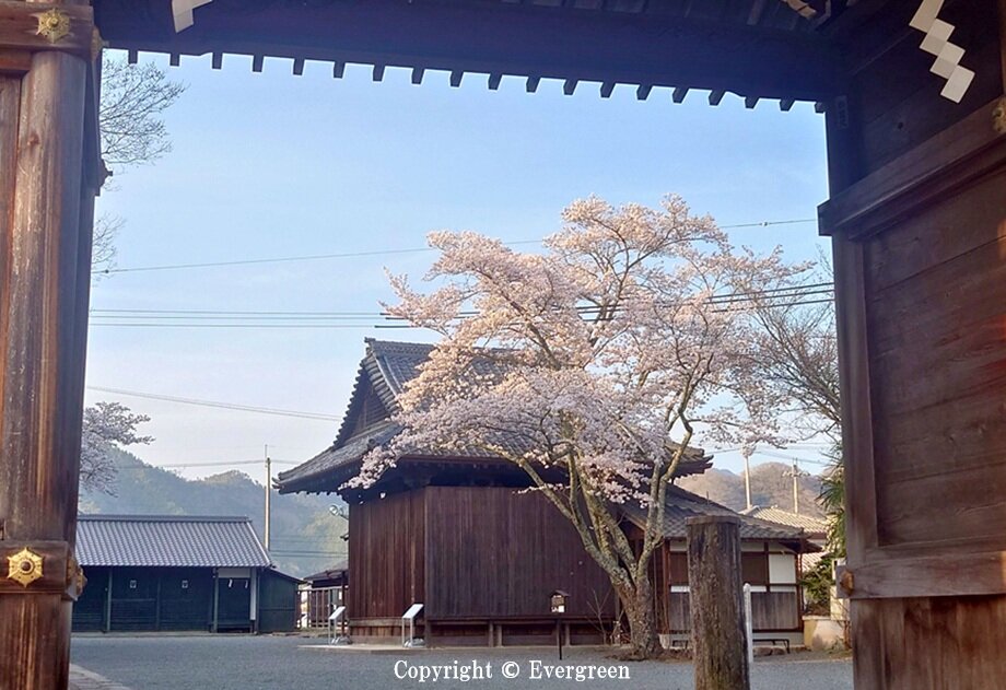 春日神社の桜-01