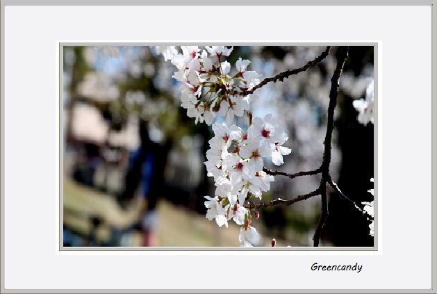 夙川公園の桜-10