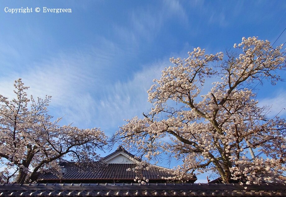丹波篠山市内の桜-04