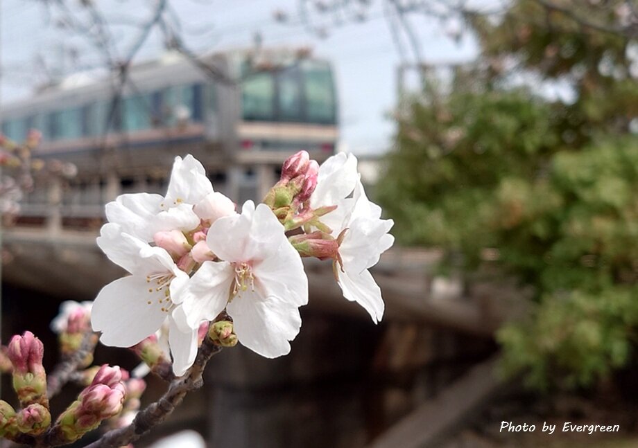 夙川公園の桜-02