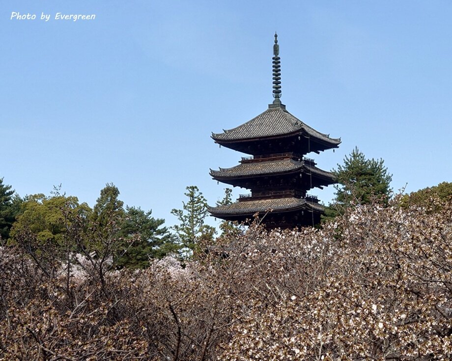 仁和寺の桜-05
