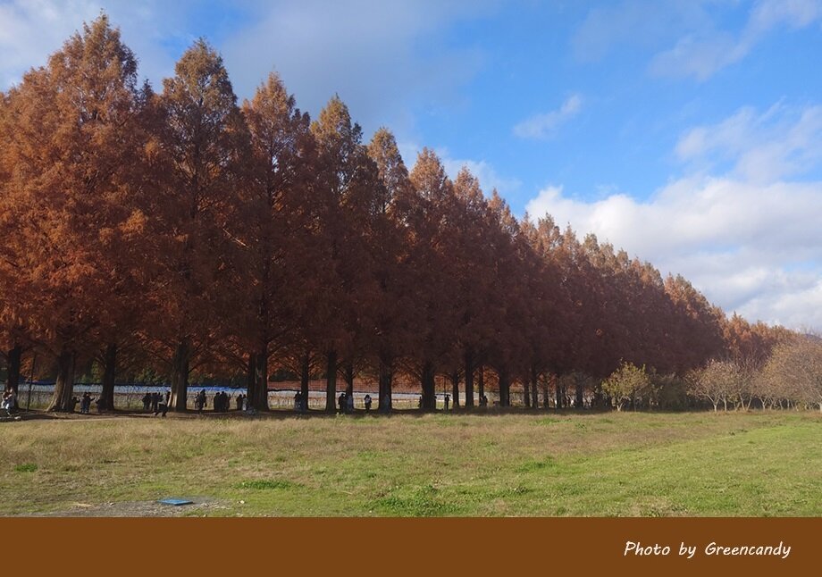 高島市メタセコイア並木道の紅葉-06