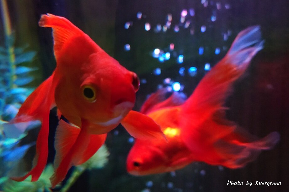 奈良金魚ミュージアム-17
