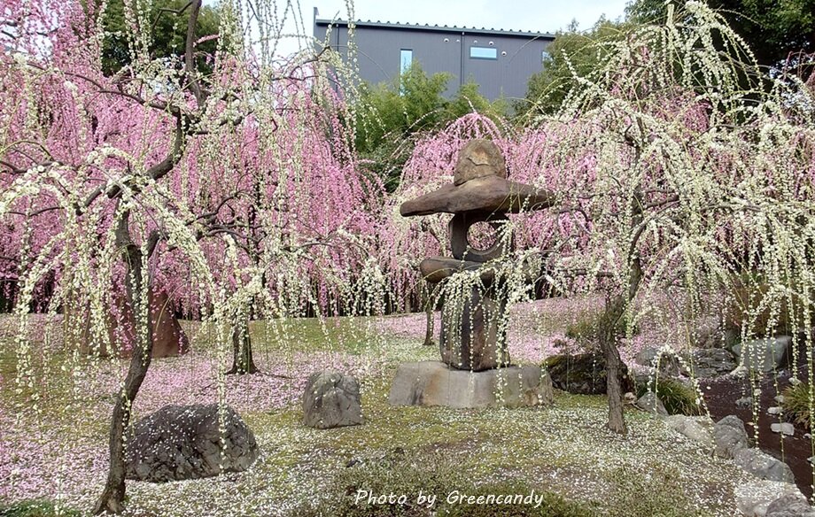 城南宮の梅-03