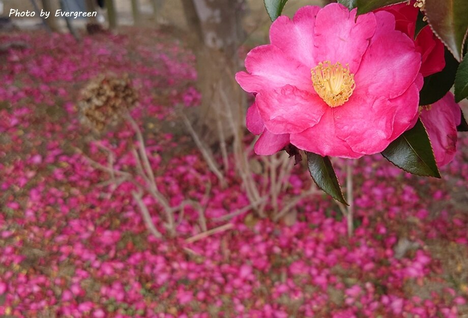 須磨離宮公園の梅-08