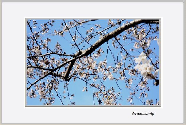 夙川公園の桜-13