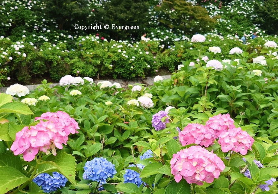 さすてな京都の紫陽花-04
