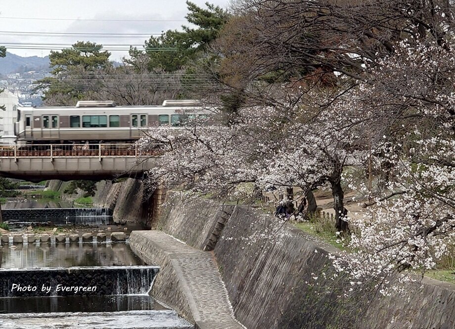 夙川公園の桜-04
