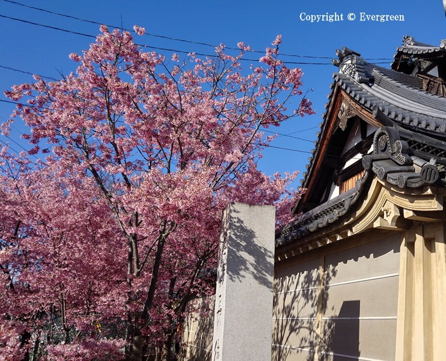 長徳寺の桜-02