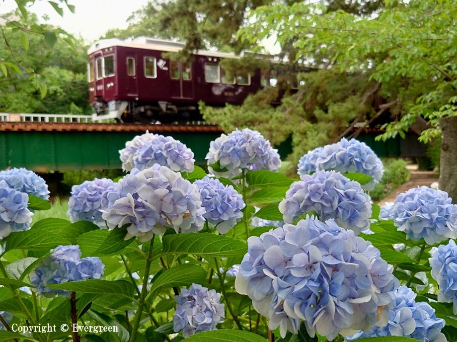 夙川公園の紫陽花-01