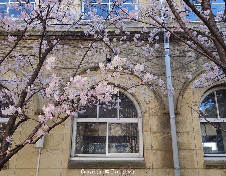 成徳学舎の桜-01