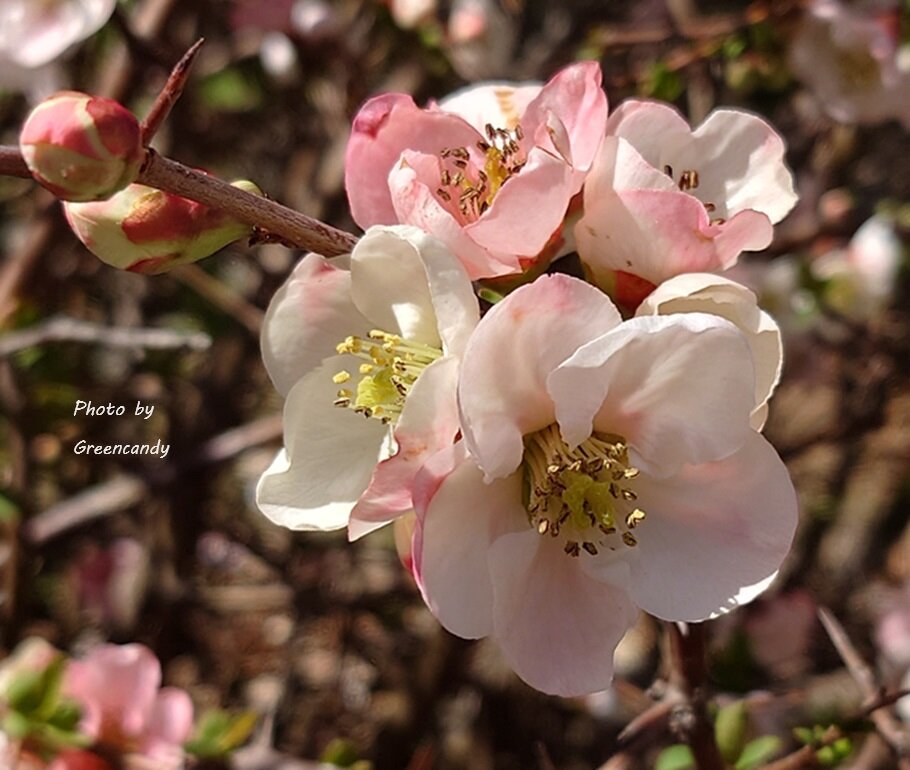 明石海峡公園の春の花-04