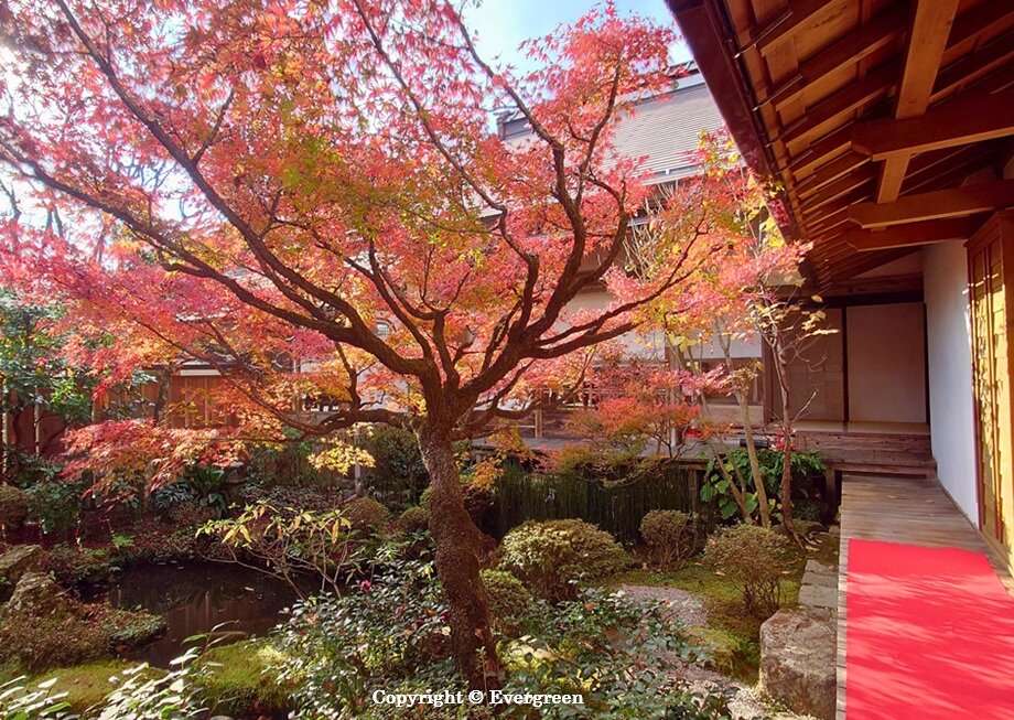 宝泉院の紅葉-04
