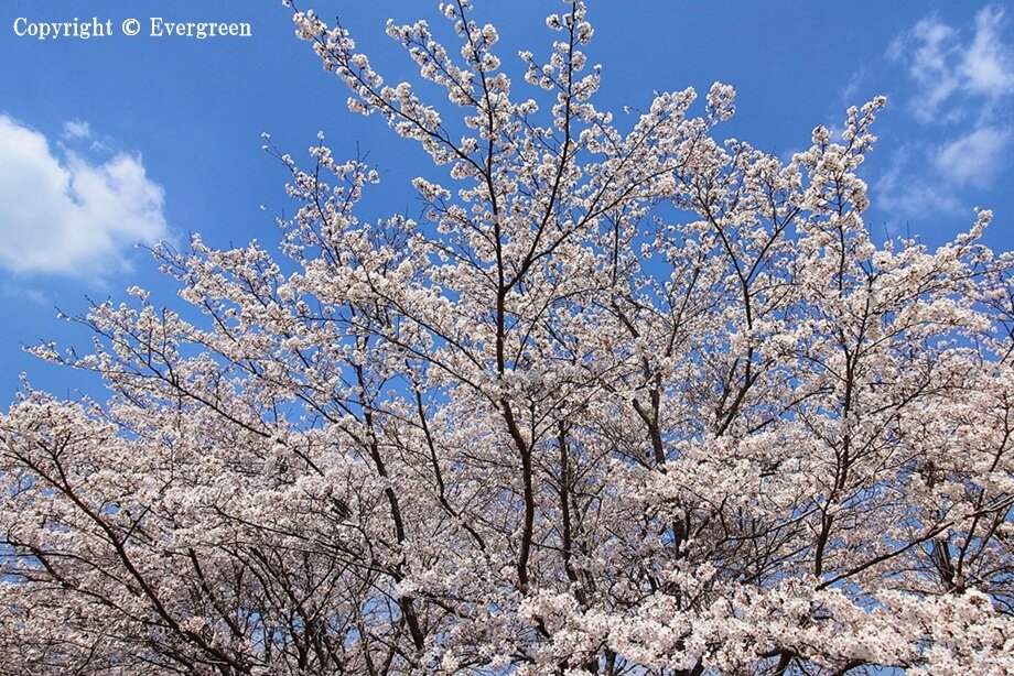 JR草野駅周辺の桜-06