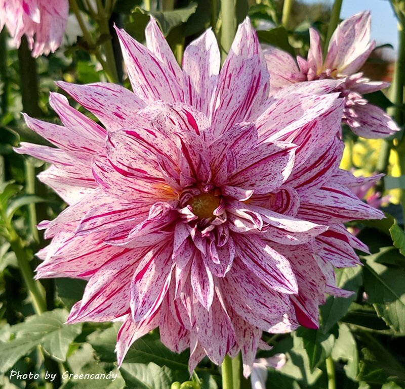 馬見丘陵公園の秋の花々-19