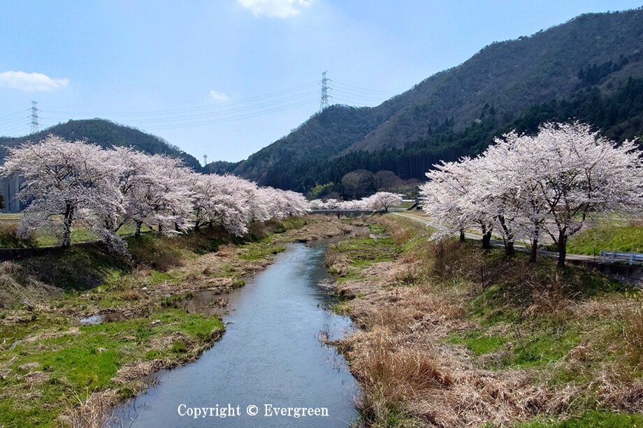 JR草野駅周辺の桜-05