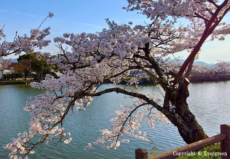 丹波篠山市内の桜-01