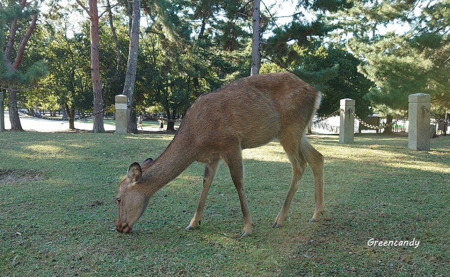 奈良公園05