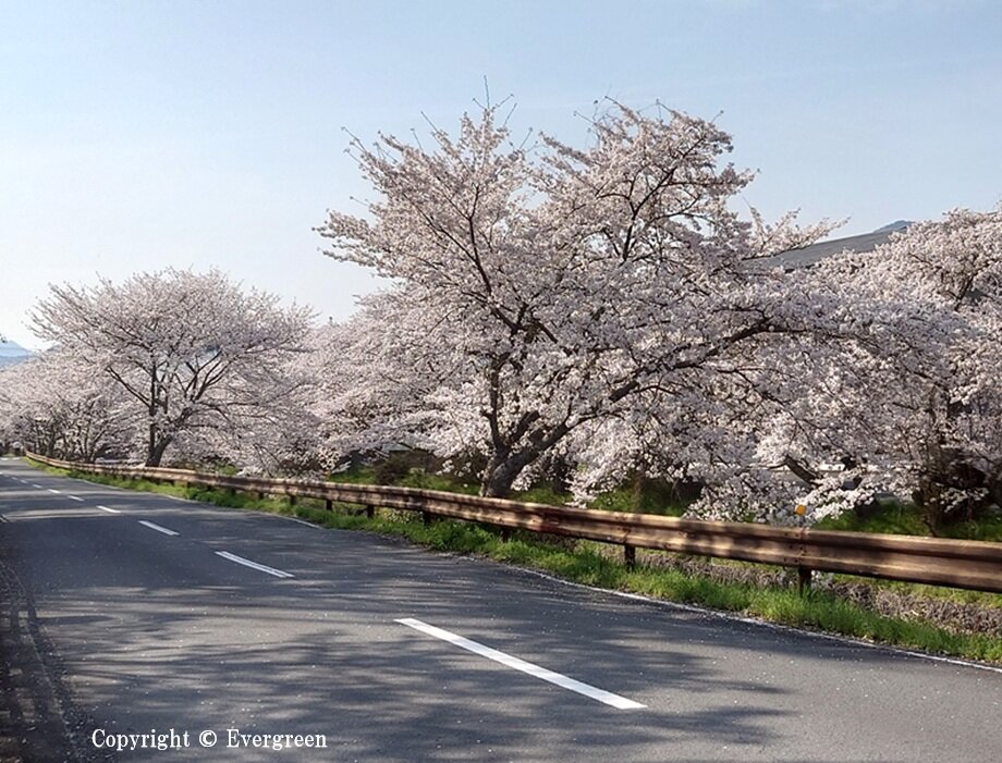 黒井川桜堤-05