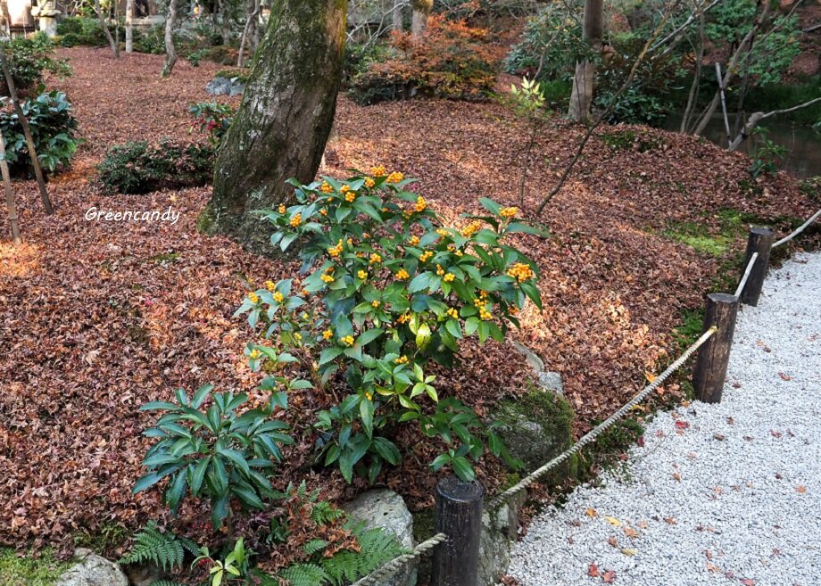 圓光寺-18