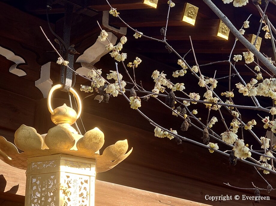 北野天満宮の梅-03