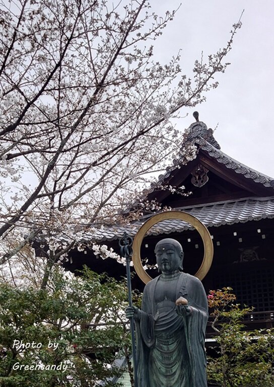 ねねの道の桜-04