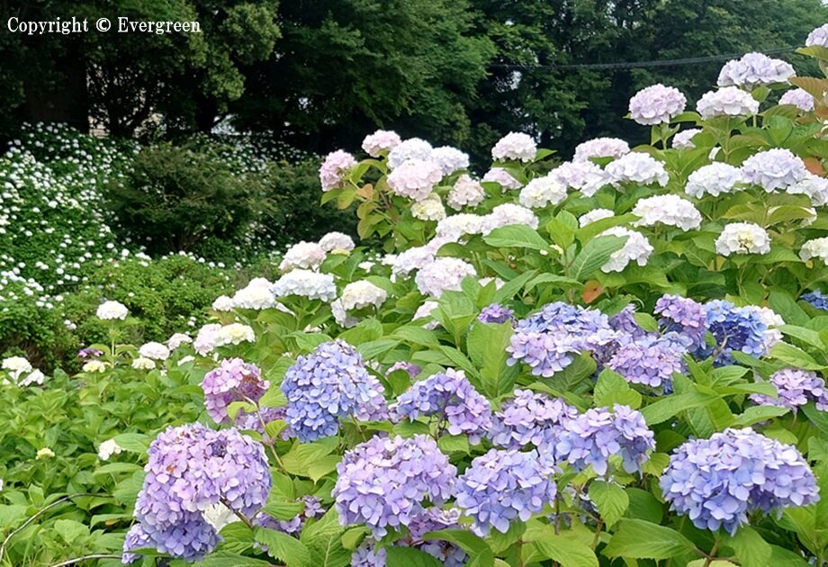 さすてな京都の紫陽花-02