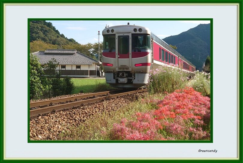 彼岸花と電車-02