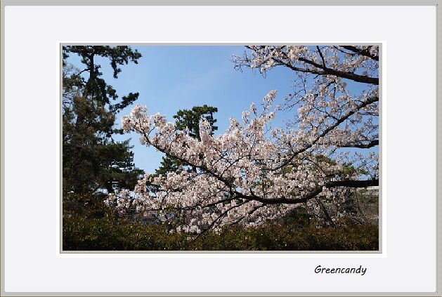 夙川公園の桜-16
