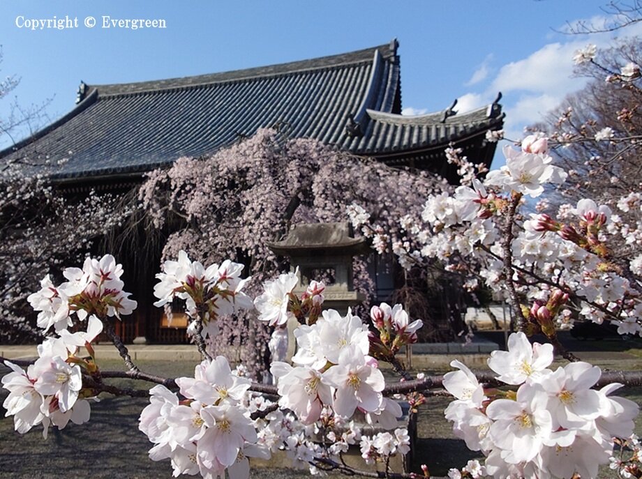 立本寺の桜-03
