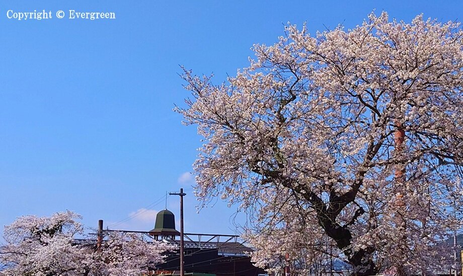 柏原川桜-06
