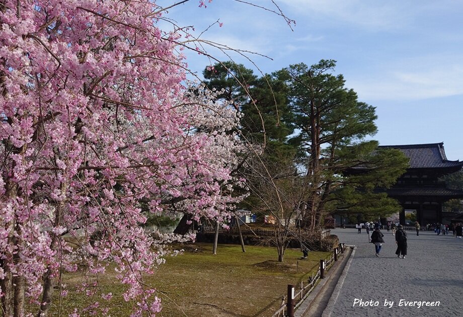 仁和寺の桜-11
