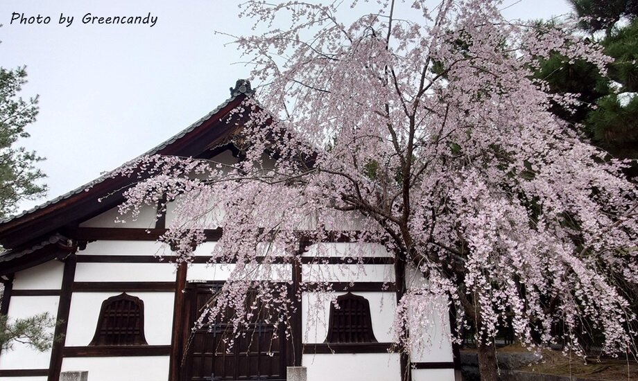 建仁寺の桜-01