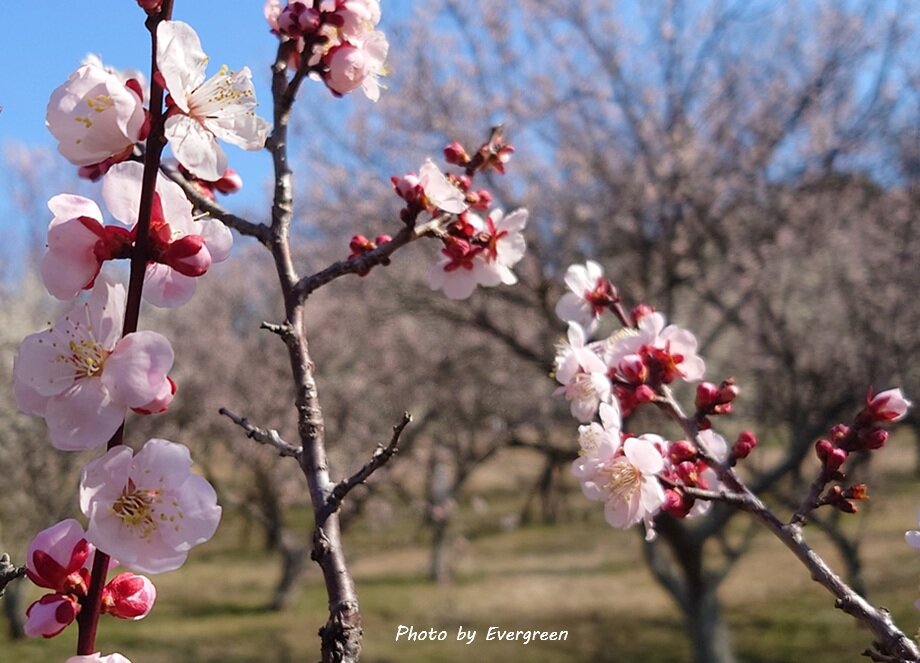 石ヶ谷公園梅園-06