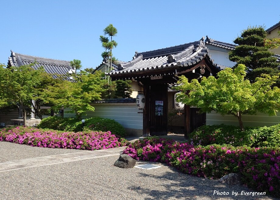 妙満寺の新緑-01