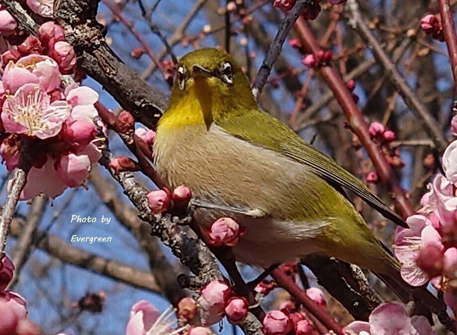 須磨離宮公園の梅-02