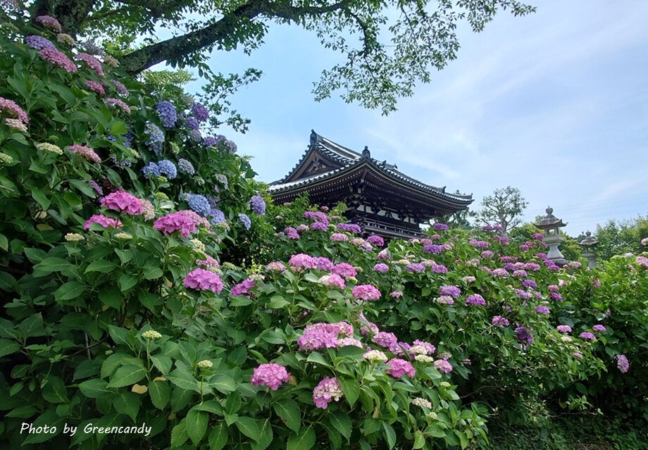 丹州華観音寺の紫陽花-19