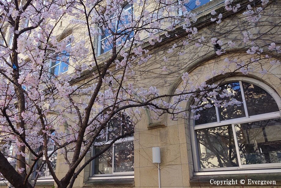 成徳学舎の桜-02