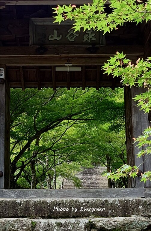 丹波円通寺のあじさい-11