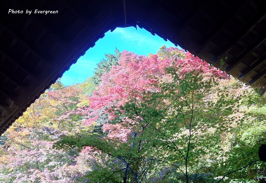 岩倉実相院の紅葉-04
