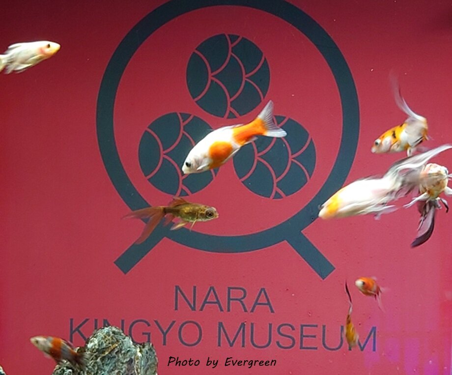奈良金魚ミュージアム-26