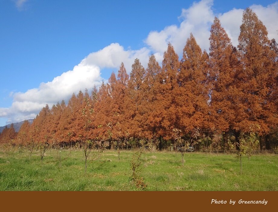 高島市メタセコイア並木道の紅葉-13