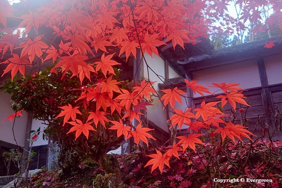 龍穏寺の紅葉-06