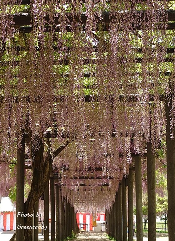 白井大町藤公園-15