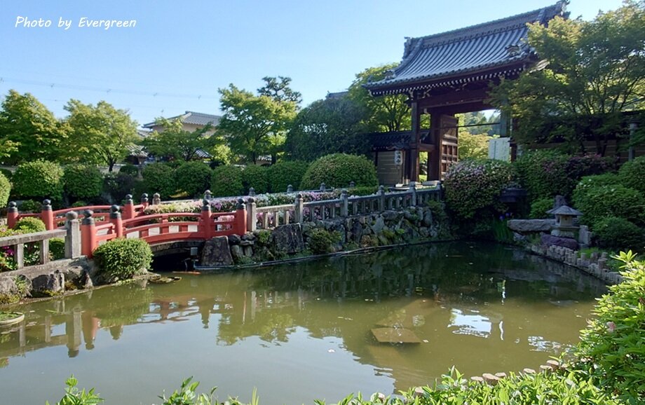 妙満寺の新緑-06