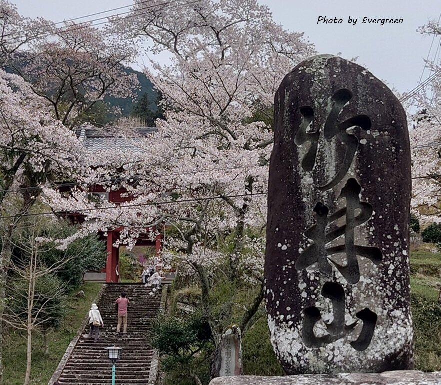 常勝寺の桜-05
