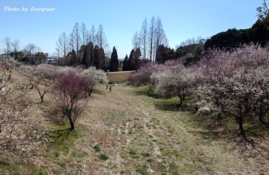 石ヶ谷公園梅園-02