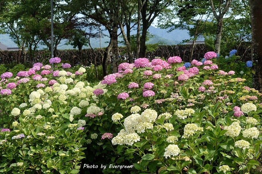 玉水ゆり圓-08