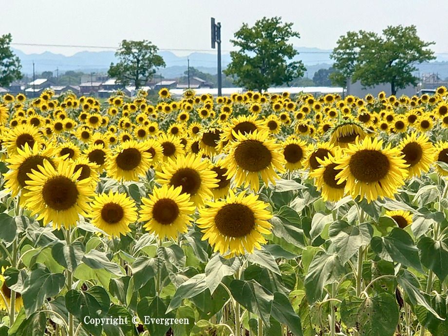 小野ひまわりの丘公園のヒマワリ-07