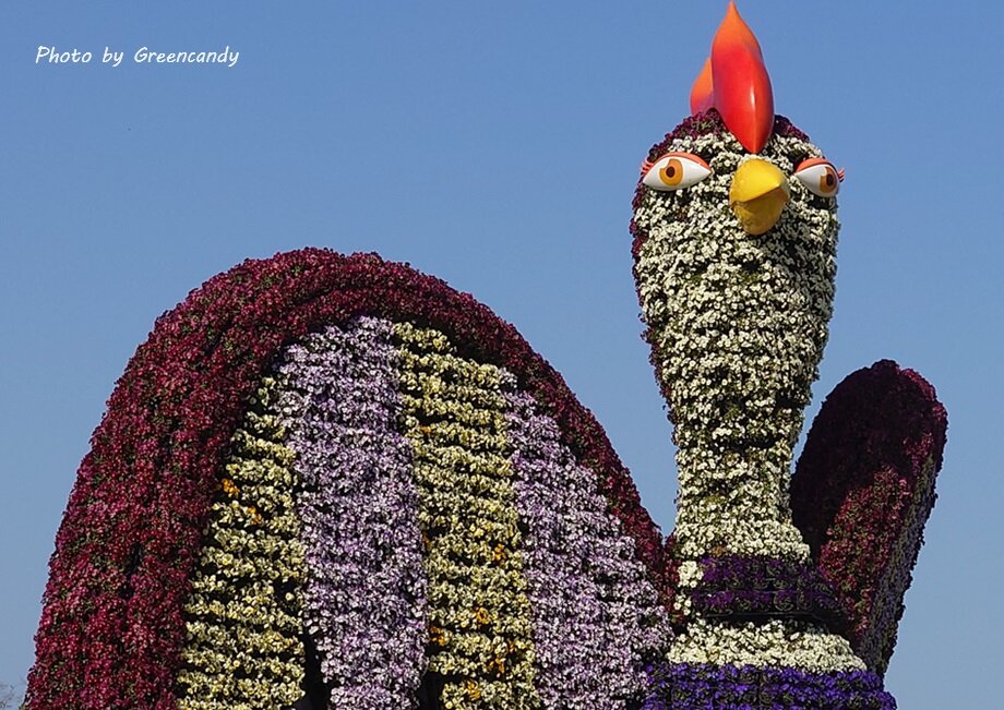 明石海峡公園の春の花-02